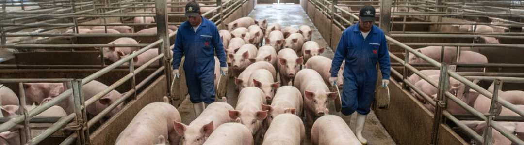 Gemini_Generated_Image_6l3i0t6l3i0t6l3i-Web